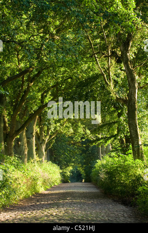 Strada alberata, Ruegen Isola, Meclemburgo-Pomerania Occidentale, Germania, Europa Foto Stock