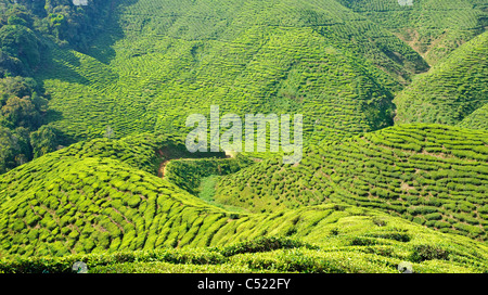 La piantagione di tè, Cameron Highlands, Malaysia, Asia sud-orientale, Asia Foto Stock