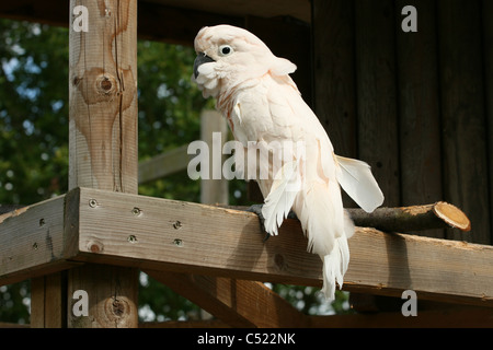 Un salmone-crested Cockatoo su un pesce persico. Foto Stock