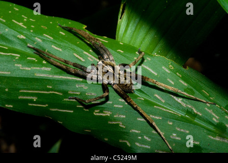 Girovagando spider (Famiglia Ctenidae; Phoneutria sp.); Altamente tossico spider: la foresta pluviale amazzonica, Loreto, Perù Foto Stock