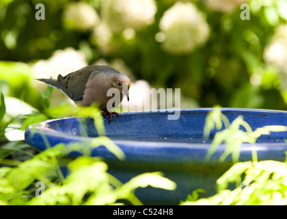 Lutto colomba (Zenaida macroura) seduto sul bagno di uccelli - Maryland USA Foto Stock