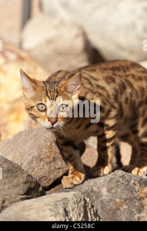 Stock Foto di un gattino bengala camminando sulle rocce in un giardino. Questo gattino è di proprietà di fotografi. Foto Stock