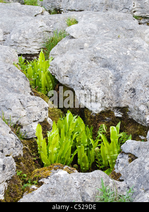 Harts Lingua, felci Asplenium scolopendrium, crescendo nella pavimentazione di pietra calcarea, nello Yorkshire, Regno Unito Foto Stock