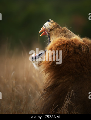 Lion visualizza denti pericolose quando sbadigli - Kruger National Park - Sud Africa Foto Stock