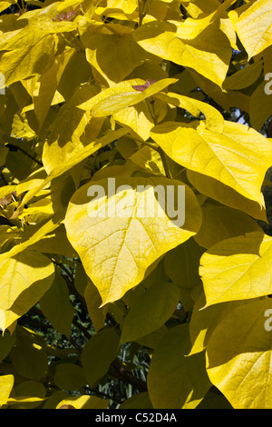 CATALPA BIGNONIOIDES AUREA. INDIAN Bean tree. Foto Stock