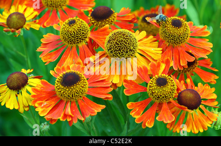 Helenium fiori close up Foto Stock