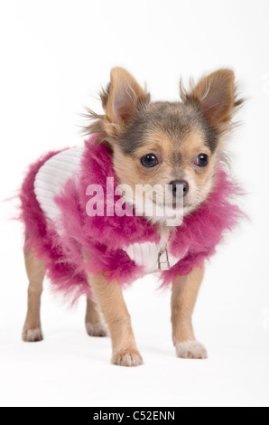 Chihuahua in un soffice bianco e camicia rosa Foto Stock