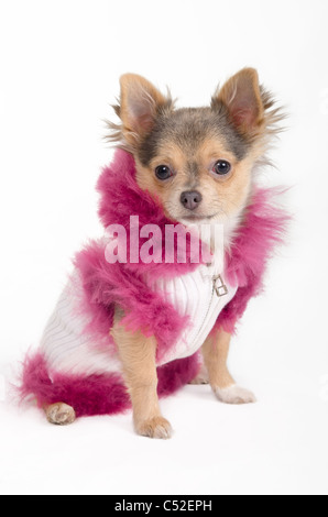 Chihuahua cucciolo vestito in fantasia giacca invernale Foto Stock