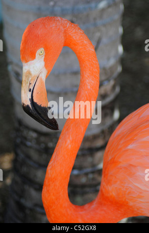 Un ritratto di un fenicottero dei Caraibi nome latino Phoenicopterus ruber Foto Stock