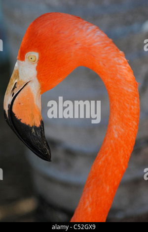 Un ritratto di un fenicottero dei Caraibi nome latino Phoenicopterus ruber Foto Stock