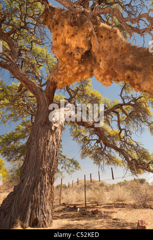 Nido del socievole weaver in una struttura ad albero camelthorn, Namibia Foto Stock