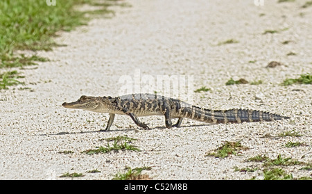 Giovani del coccodrillo americano Foto Stock