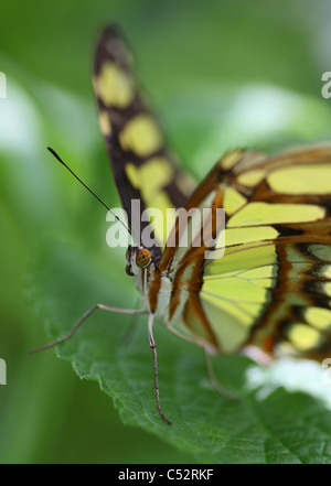 Siproeta stelenes, comunemente noto come la malachite, è una spazzola neotropical-footed butterfly (Famiglia Nymphalidae) Foto Stock