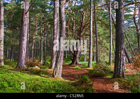 Caledonian Pineta in RSPB Abernethy Forest Riserva Naturale Nazionale, da Loch Garten, Cairngorms, Highlands scozzesi UK Foto Stock