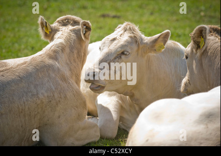 Tre mucche bianche sedute in un campo britannico in una calda giornata di sole. Foto Stock