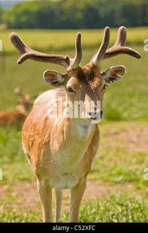 Giovane cervo maschio con corna di velluto in piedi in un campo britannico guardando la telecamera. Foto Stock