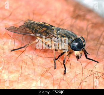 Si tratta di un Cleg-fly (Haematopota pluvialis) circa 10mm lungo e di colore grigio opaco . Vola silenziosamente e viene spesso chiamato "un cavallo volare'. Foto Stock