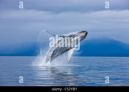 Un Humpback Whale violazioni lungo il litorale di Isola Chichagof in Chatham stretto, il passaggio interno, Alaska. COMPOSITE Foto Stock