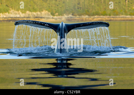 Humpback Whale diving nella profondità del suono di Federico con coda fluke visibile, Admiralty Island, all'interno del passaggio, Alaska