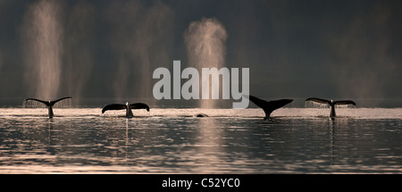Un gruppo di balene Humpback dive verso il basso come si alimenta in Stephens passaggio nei pressi Admiralty island, all'interno del passaggio, Alaska Foto Stock