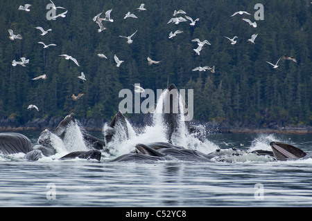 Le megattere bolla alimentazione rete per le aringhe in Chatham stretto, il passaggio interno, Alaska Foto Stock