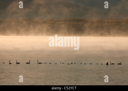 Trumpeter Swans feed in una nebbiosa mattina al Lago Dezadesh vicino alla Autostrada Alaska, Yukon Territory, Canada, Autunno Foto Stock
