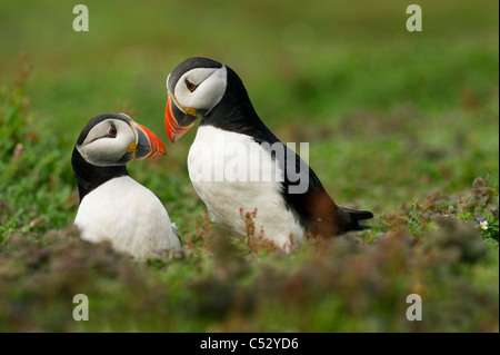 Due i puffini fatturazione in allevamento pieno di colori e piumaggio a Baia di granchio Skokholm Island South Wales UK Foto Stock