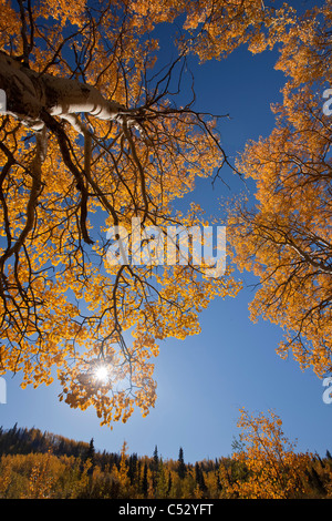 Vista del giallo Aspen e salici lungo la Alaska Highway tra Haines e Haines Junction, Yukon Territory, Canada Foto Stock