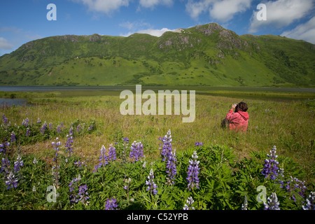 Donna tra Nootka Lupino vicino al lago LaRose Tead, Pasagshak Bay Road, Chiniak Bay, isola di Kodiak, Alaska Foto Stock