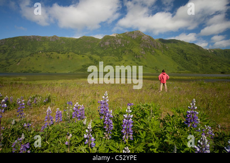 Donna tra Nootka Lupino vicino al lago LaRose Tead, Pasagshak Bay Road, Chiniak Bay, isola di Kodiak, Alaska Foto Stock