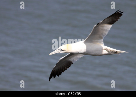 Un Northern Gannet Morus bassanus battenti a Bempton Cliffs RSPB Riserva, REGNO UNITO Foto Stock
