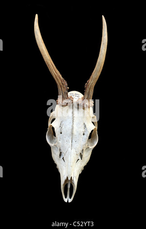 Vista superiore del cranio e corna di un due-anno europeo di capriolo Capreolus capreolus Buck Foto Stock