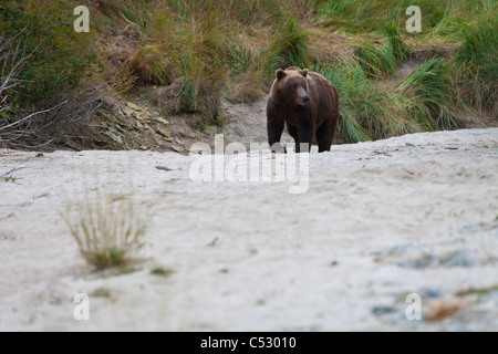 Orso bruno passeggiate sulla spiaggia di Kinak Laguna, Parco Nazionale e Riserva di Katmai, Alaska Peninsula, Southwest Alaska, caduta Foto Stock