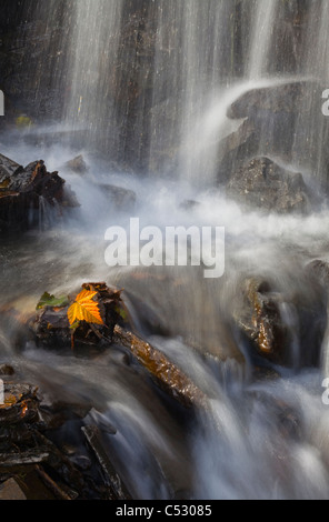 Giallo foglia Salmonberry aggrappati a rocce in piccolo ruscello con acqua a cascata verso il basso dal pilastro montagna, isola di Kodiak, Alaska Foto Stock