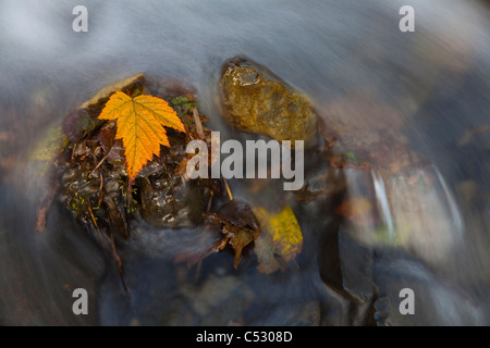 Giallo foglia Salmonberry aggrappati a rocce in piccolo ruscello con acqua a cascata verso il basso dal pilastro montagna, isola di Kodiak, Alaska Foto Stock