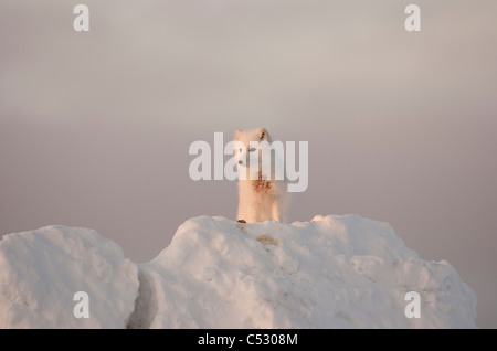 Arctic Fox si erge nel tardo pomeriggio di sole sulla sommità di un grande pezzo di ghiaccio, Churchill, Manitoba Canada, inverno Foto Stock