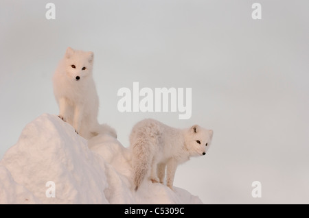 Due volpi artiche stand nel tardo pomeriggio di sole sulla sommità di un grande pezzo di ghiaccio, Churchill, Manitoba Canada, inverno Foto Stock