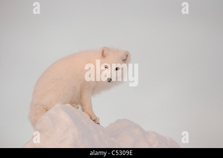 Arctic Fox si erge nel tardo pomeriggio di sole sulla sommità di un grande pezzo di ghiaccio, Churchill, Manitoba Canada, inverno Foto Stock