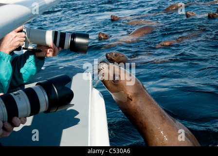 Fotografi a fotografare Steller leoni di mare da una barca in Chatham stretto, il passaggio interno, a sud-est di Alaska, estate Foto Stock