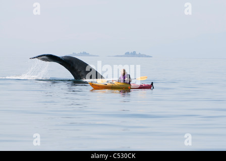 Humpback Whale superfici in prossimità di una donna kayak di mare in Frederick Suono, all'interno di passaggio, a sud-est di Alaska, estate Foto Stock