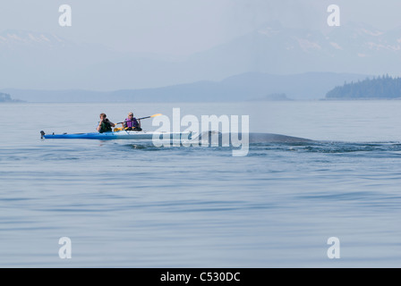 Humpback Whale superfici vicino al mare kayakers in Frederick Suono, all'interno di passaggio, a sud-est di Alaska, estate Foto Stock