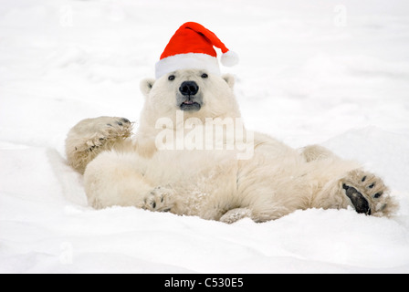 Orso polare indossando Santa hat giacente sulla sua schiena nella neve a Churchill, Manitoba, Canada. Composite Foto Stock