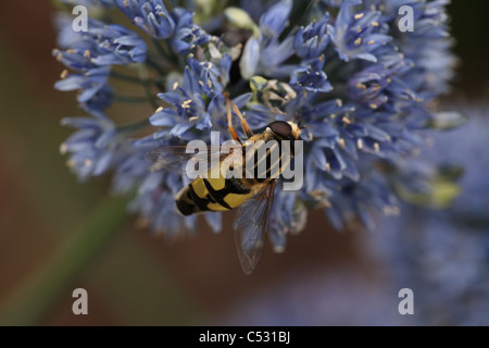 Sun Fly o Drone Fly (Heliophilus penduli) Hoverfly su un viola allium caeruleum, giardino di Norfolk, Regno Unito. Foto Stock