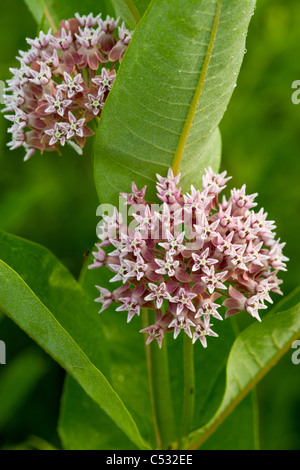 Milkweed comune, Asclepias syriaca, Nelson Paradise Wildlife Area, Mitchell County, Iowa Foto Stock