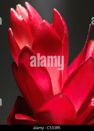 Primo piano artistico di Red Ginger, Alpinia Purpurata esotico fiore tropicale Foto Stock