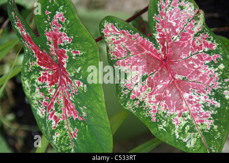 Bold caladium foglie rosa in fiore con verde Foto Stock