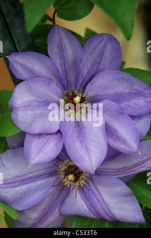 Vivace fioritura viola CLEMATIS VINE FIORE Foto Stock