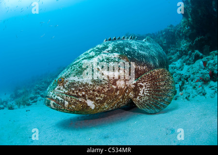 Golia raggruppatore (Epinephelus itajara) circondato da baitfish in Palm Beach, FL. In via di estinzione. Foto Stock