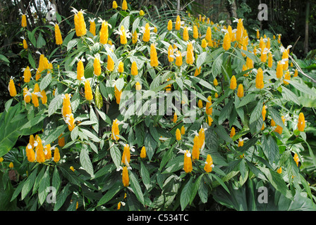 Pachystachys lutea Diana Foto Stock