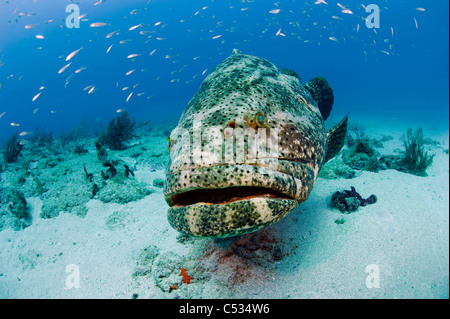 Golia raggruppatore (Epinephelus itajara) circondato da baitfish in Palm Beach, FL. In via di estinzione. Foto Stock